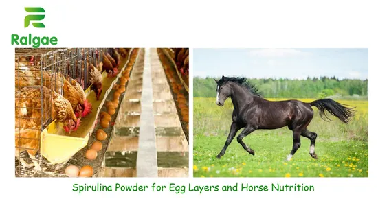 Spirulina de microalgas para nutrição animal e de animais de estimação grau CAS724424