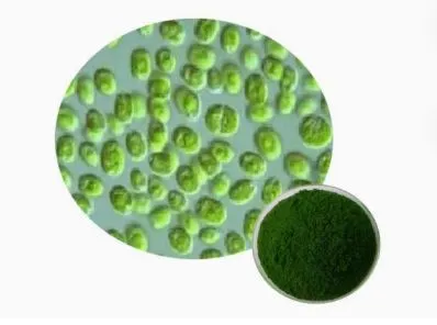 Fornecimento de fábrica bom preço espirulina orgânica certificada de alta qualidade em pó