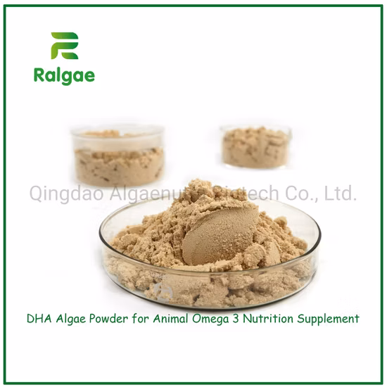  Schizochytrium Sp.  Algas DHA em pó 7% DHA em pó